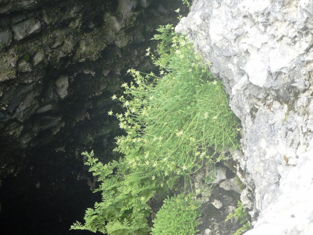 Saxifraga presolanensis / Sassifraga della Presolana